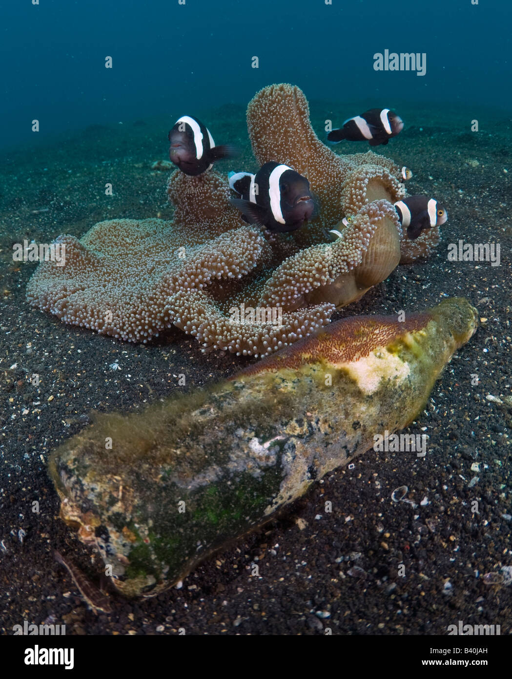 Saddleback Anemonefish Amphiprion polymnus guarding a clutch of orange reddish eggs deposited on an old glass bottle Stock Photo