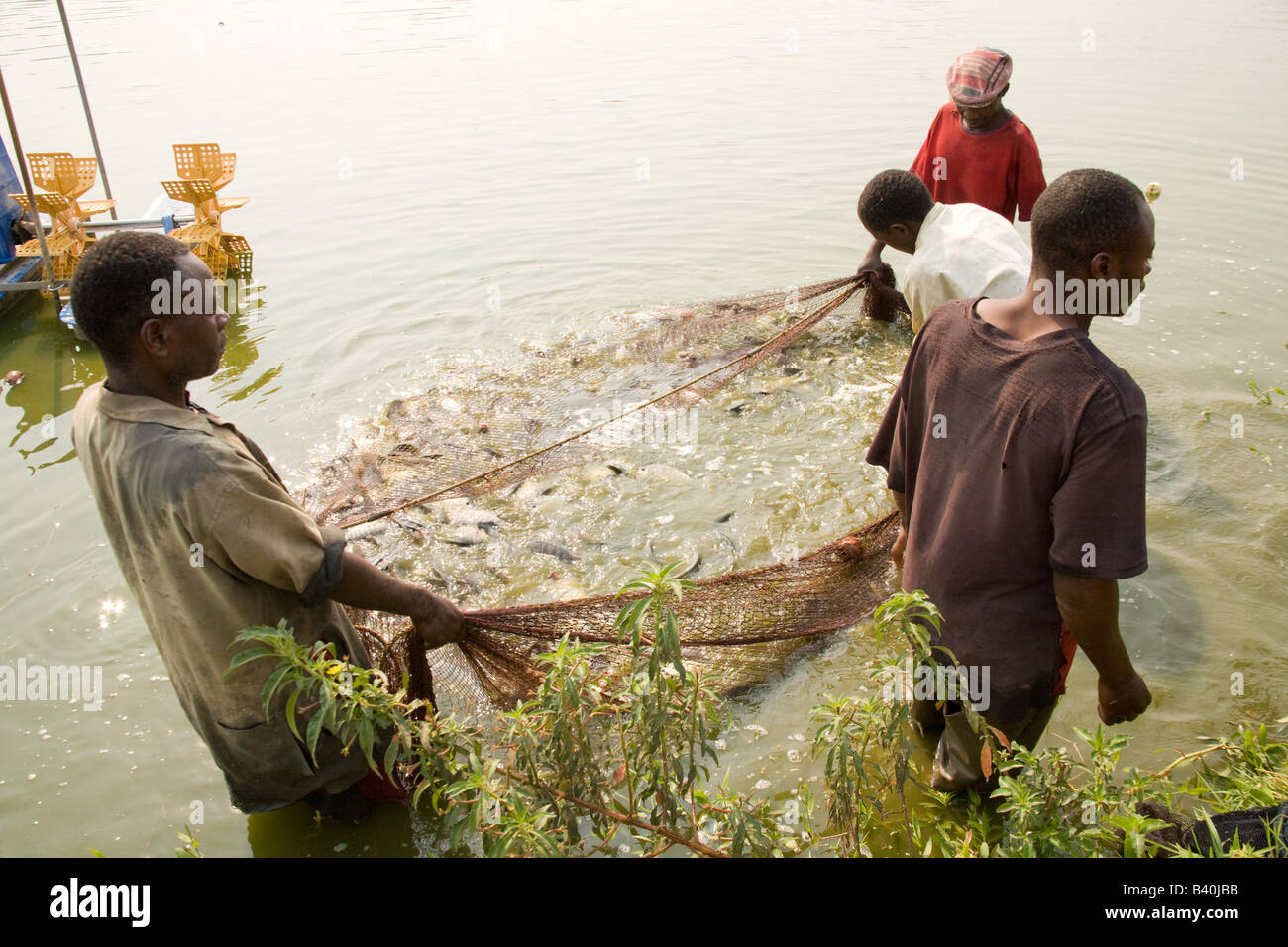 Harvesting tilapia fish from ponds at Kafue Fisheries the largest