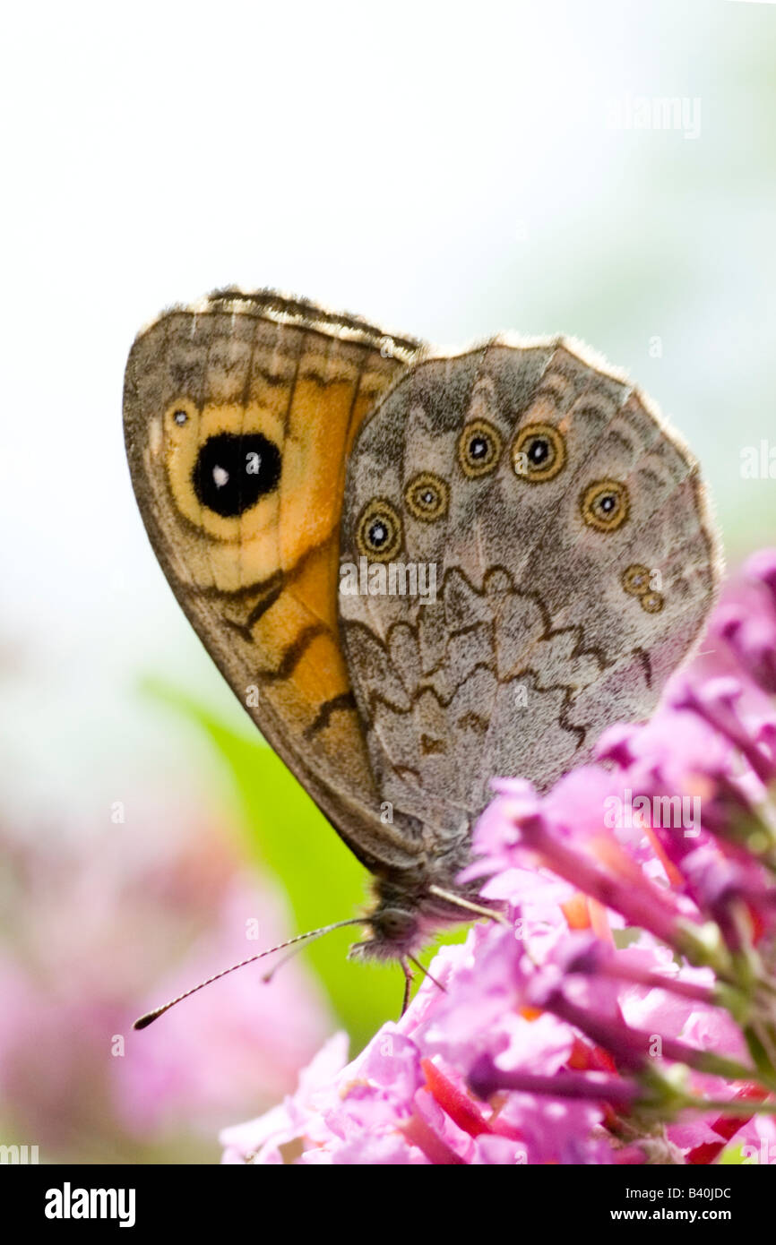 Wall Brown butterfly, Lasiommata megera Stock Photo Alamy
