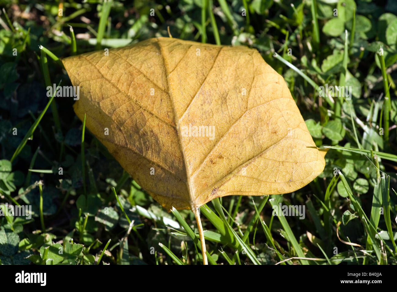 A late summer/early autumn yellow leaf laying in the grass Stock Photo ...
