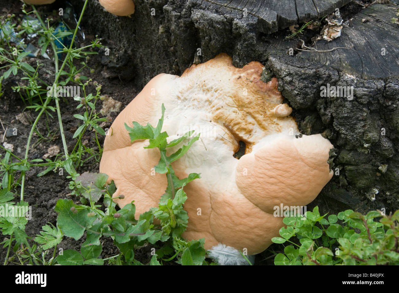 fungus fungi tree stump decay Stock Photo