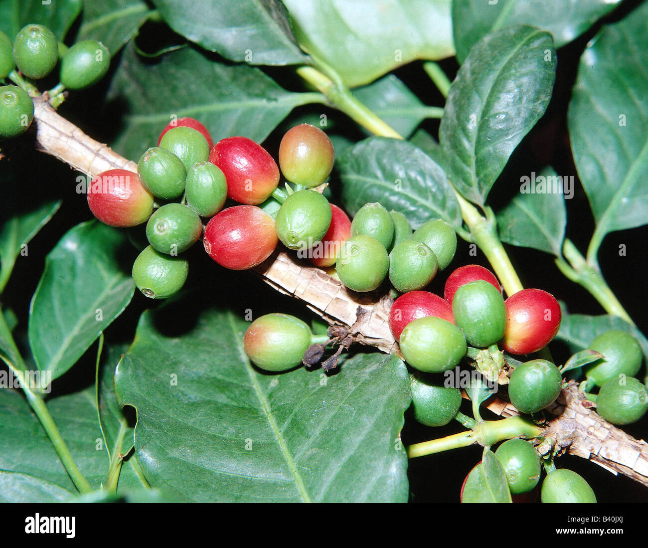 botany, coffee shrub, (Coffea), Arabian Coffee Shrub, (Coffea arabica