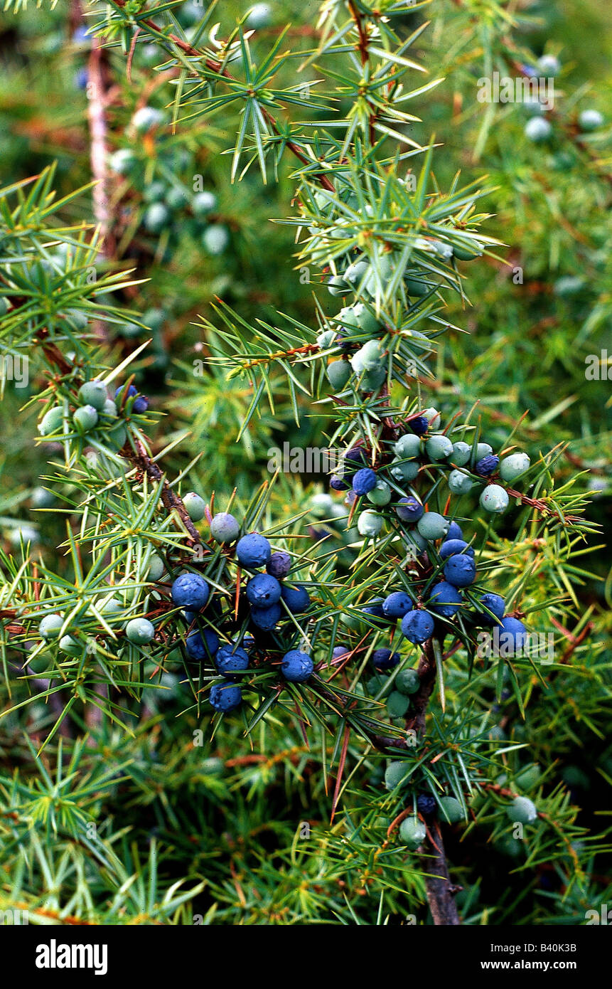 botany, Juniper, (Juniperus), Common Juniper, (Juniperus sibirica), fruits, at branch, berry, berries, fruit, Cupressaceae, Pino Stock Photo