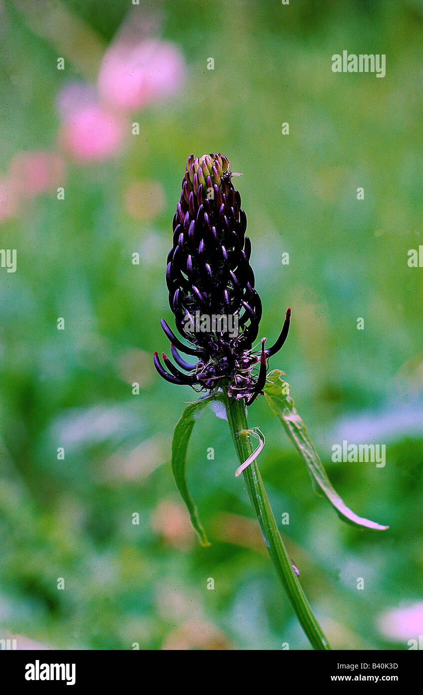 botany, Rampion, (Phyteuma), Black Rampion, (Phyteuma nigrum), blossoms, at shoot, Betonicifolium, Campanulaceae, Asteridae, Cam Stock Photo