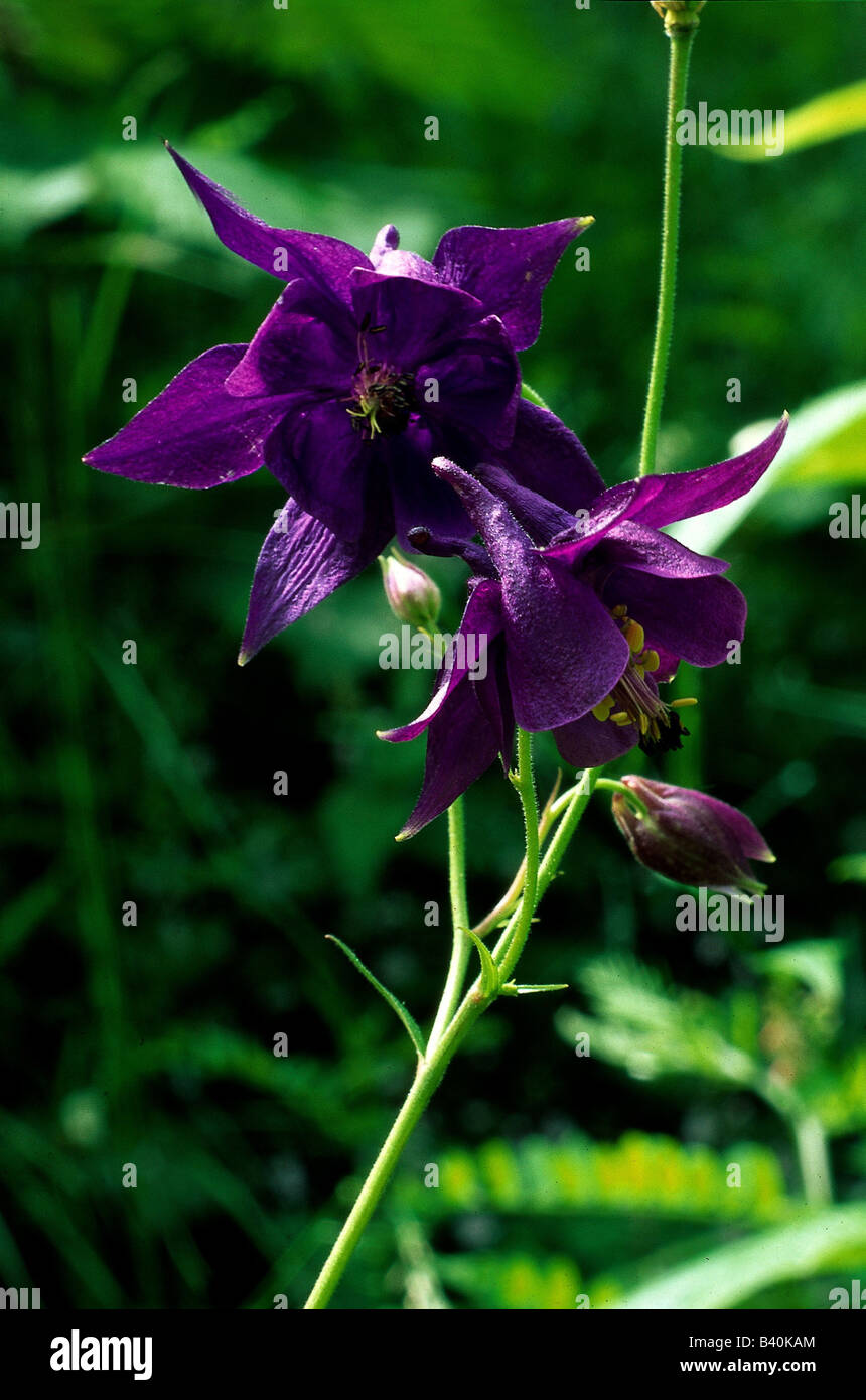 botany, Columbine, (Aquilegia), Common Columbine, (Aquilegia vulgaris), blossom, blooming, opened, opened, corolla, Capitulum, p Stock Photo