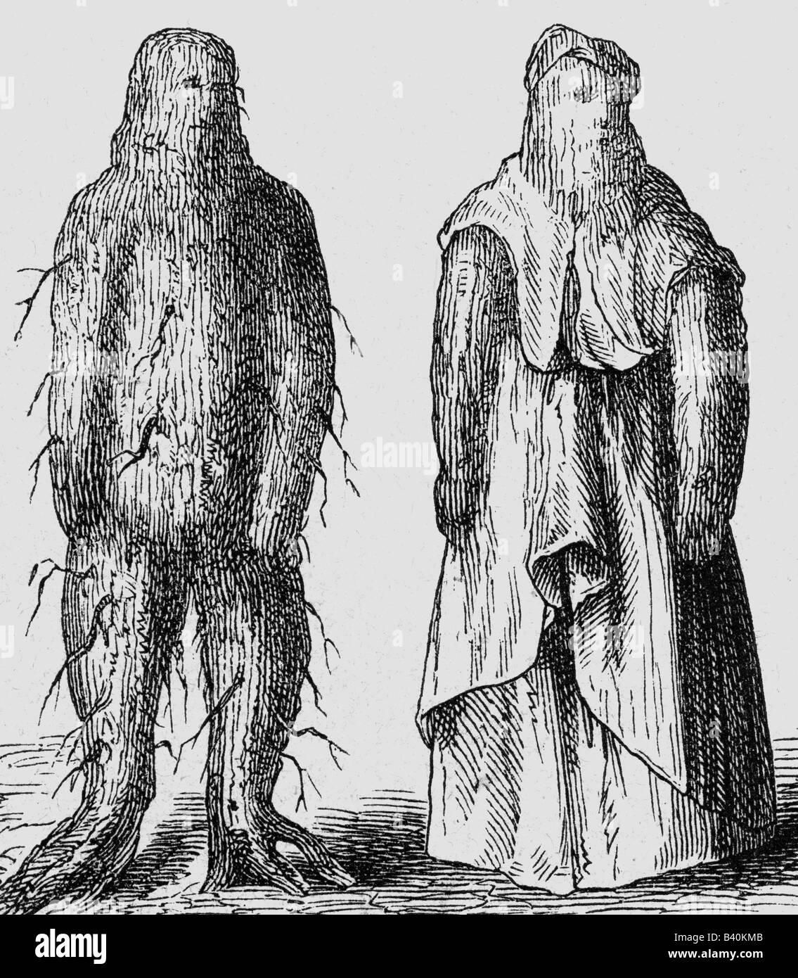 superstition, mandrake, mandrake-man, wood engraving, 19th century, Mandragora, man, plants, historic, historical, Stock Photo