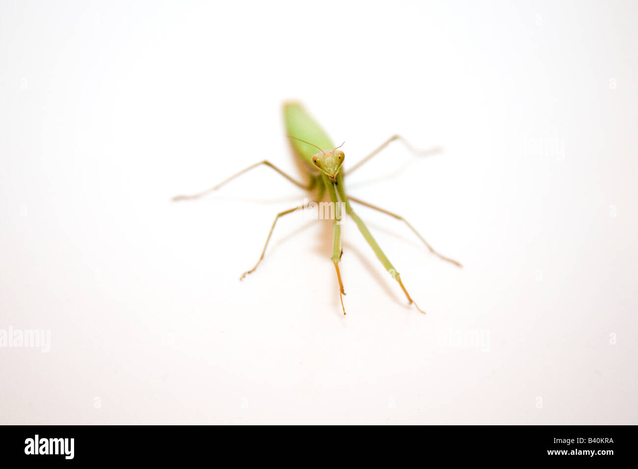 Praying mantis isolated on a white studio background Zambia Africa Stock Photo