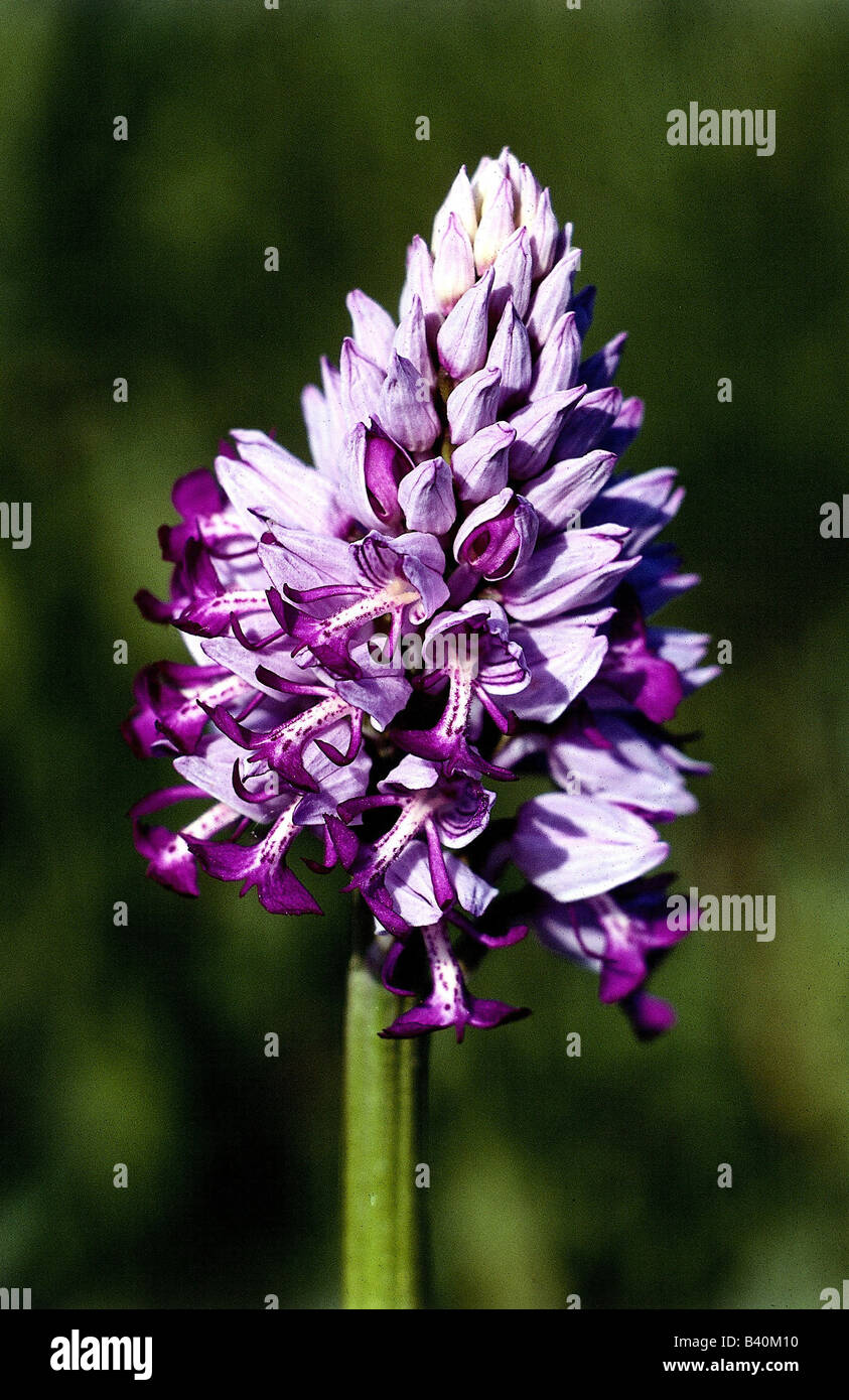 botany, Orchid, (Orchis), species, Military Orchid, (Orchis mascula), blossoms and buds, at shoot, purple, lilac, blooming, blos Stock Photo