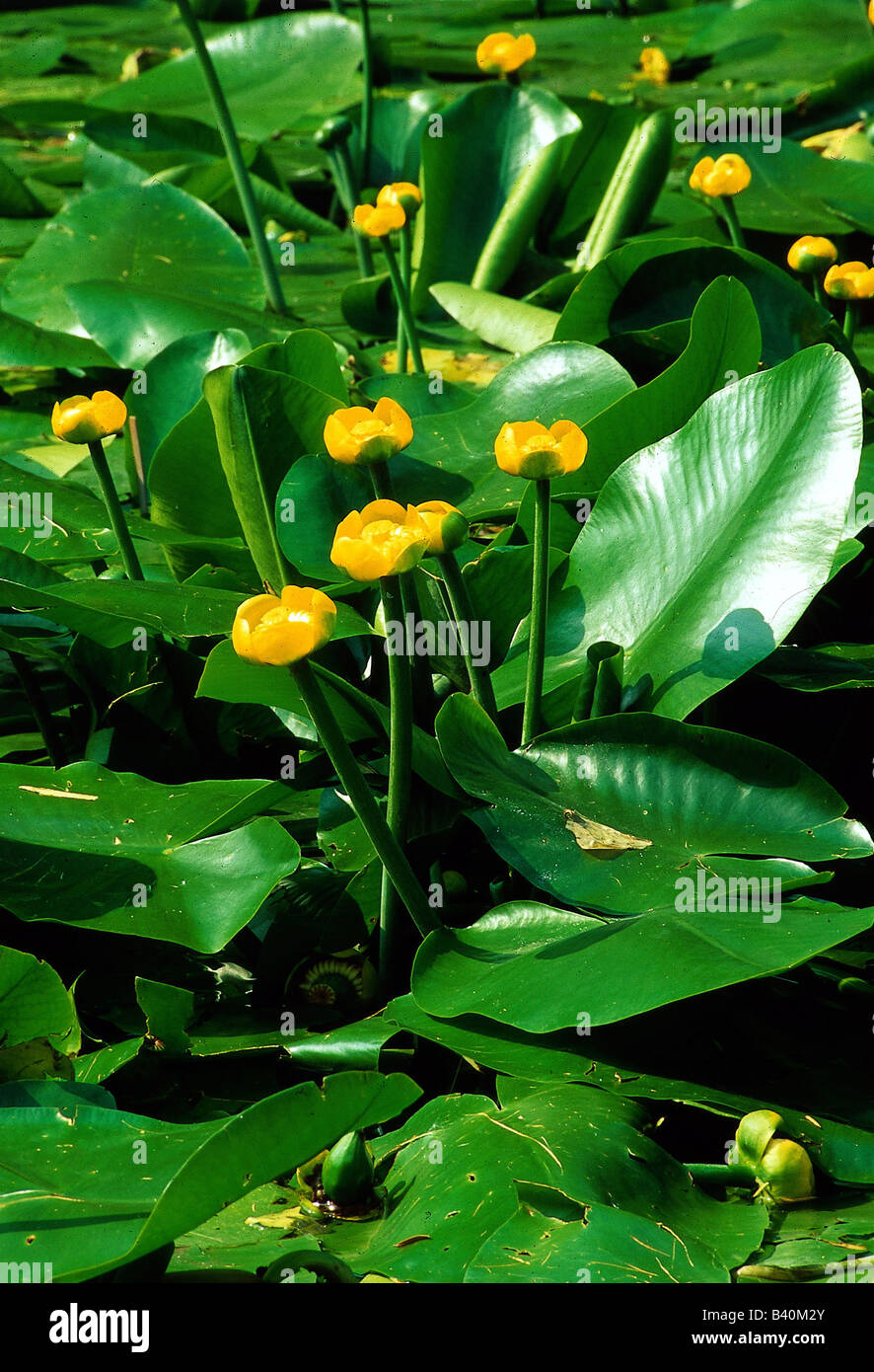 botany, Nuphar, species: "Yellow water-lily", (Nuphar lutea), blossoms, in water, Luteum, Nymphaeaceae, waterlily, spatterdock, Stock Photo