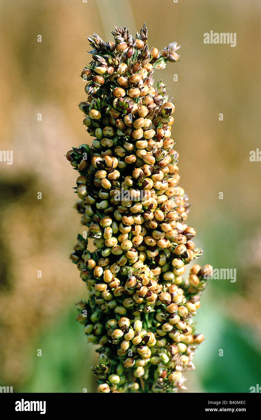 Botany Agricultural Plants Millet Foxtail Millet Setaria