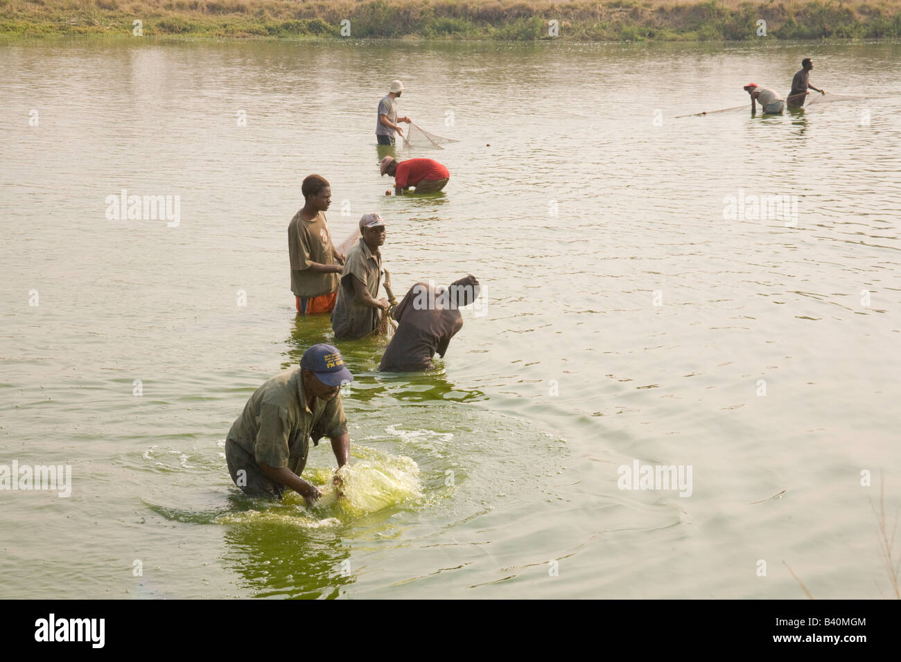 Harvesting tilapia fish from ponds at Kafue Fisheries the largest