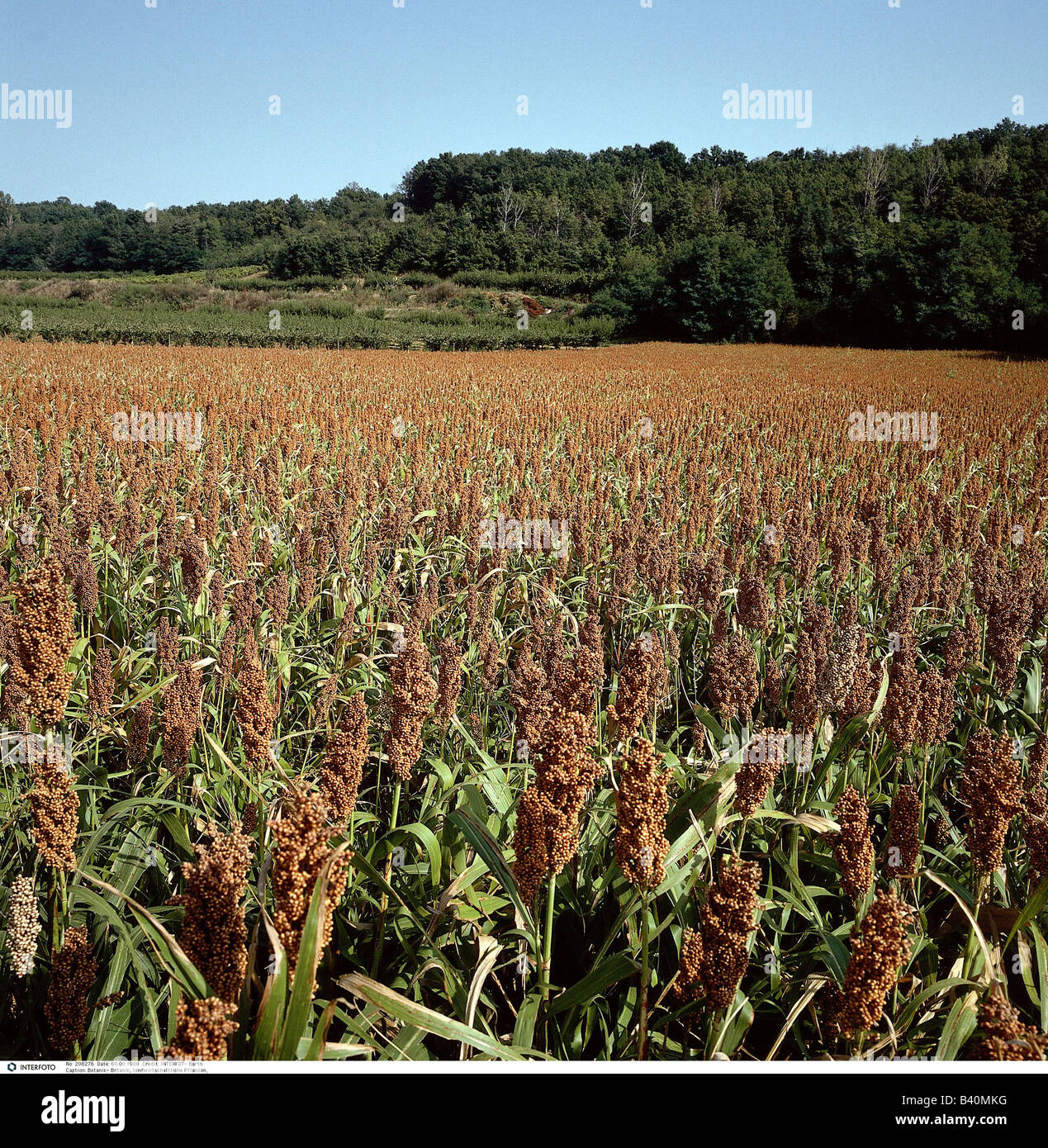 botany, agricultural plants, Millet, Foxtail millet, (Setaria italica