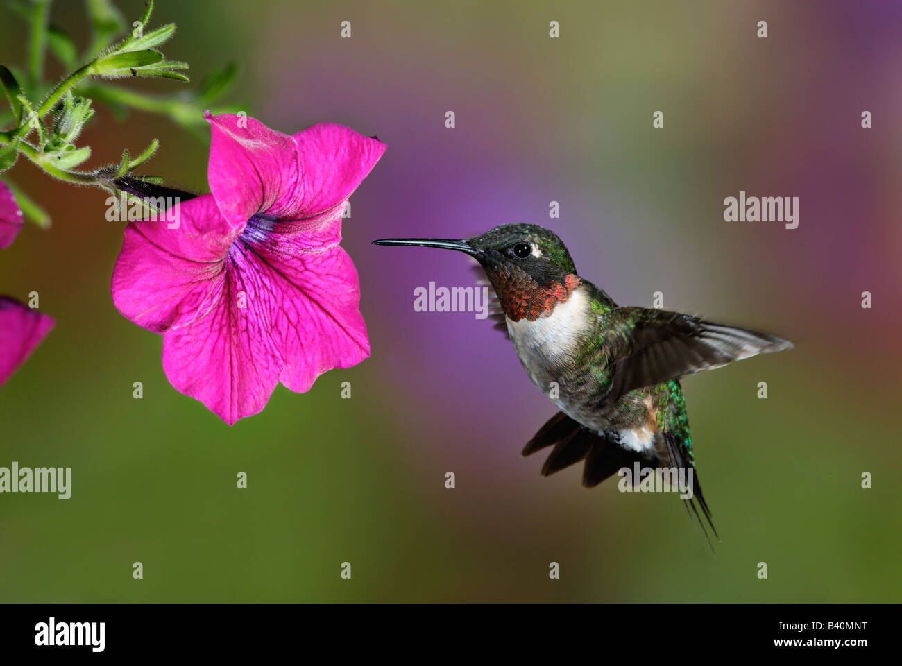Ruby throated Hummingbird Approaching a Pink Petunia for its Nectar Stock Photo