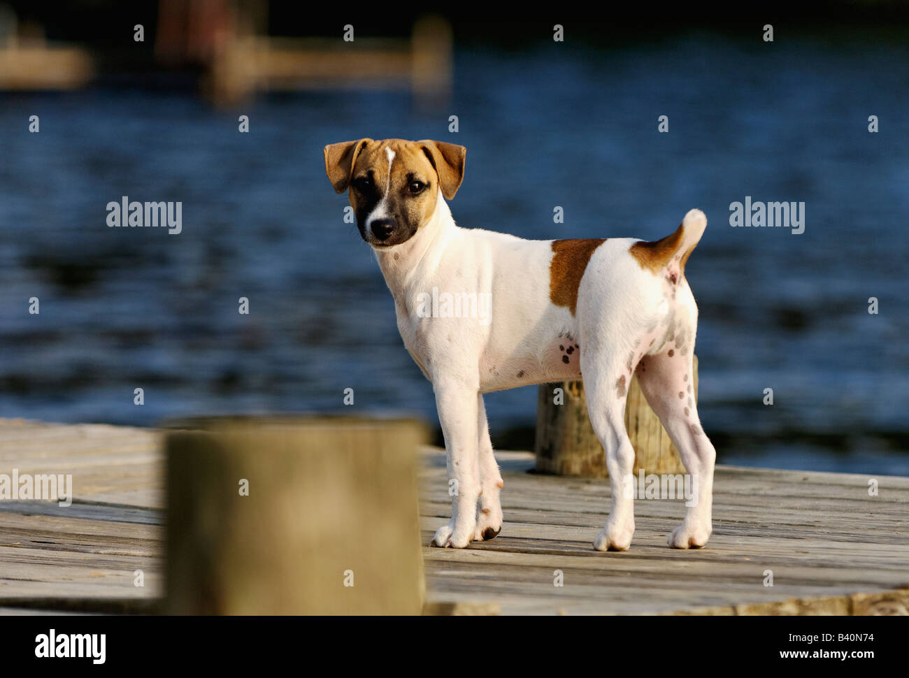 Alert Jack Russell Terrier Puppy Standing on Dock Stock Photo