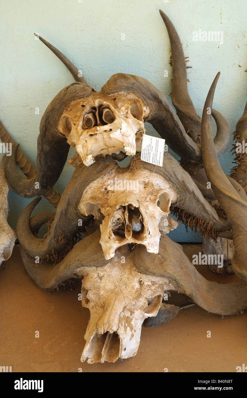 Buffalo trophies collected by the game wardens in the Selous Game Reserve, Tanzania Stock Photo