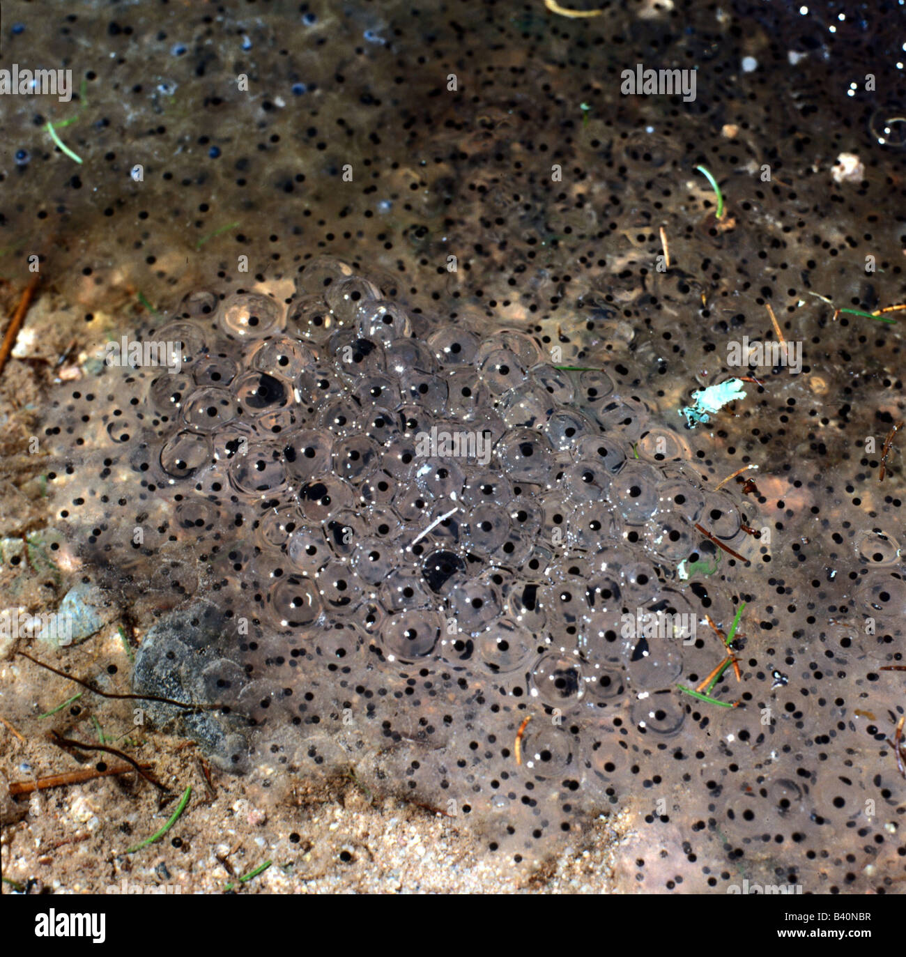 zoology / animals, amphibian, frogs, development, cluster of spawn in