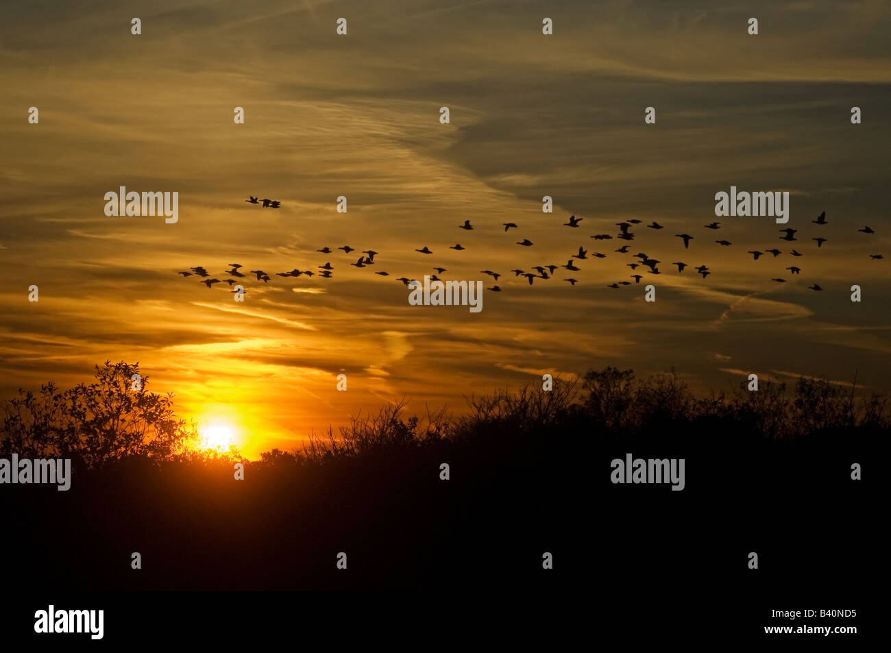 Flock of brant geese in sundown flight Stock Photo