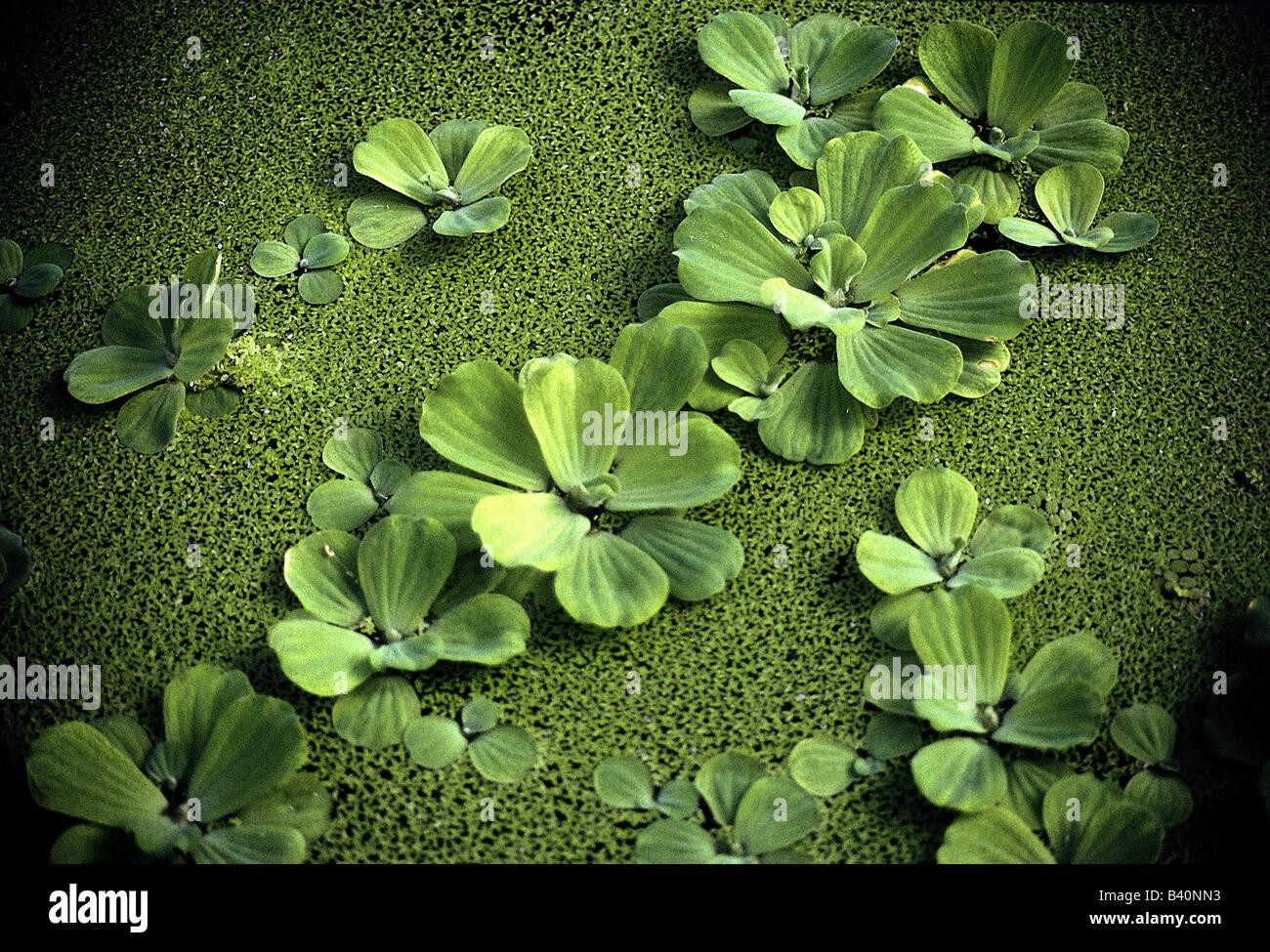 botany, Asian watergrass, (Hygroryza aristata), green, water, leaves, Stock Photo
