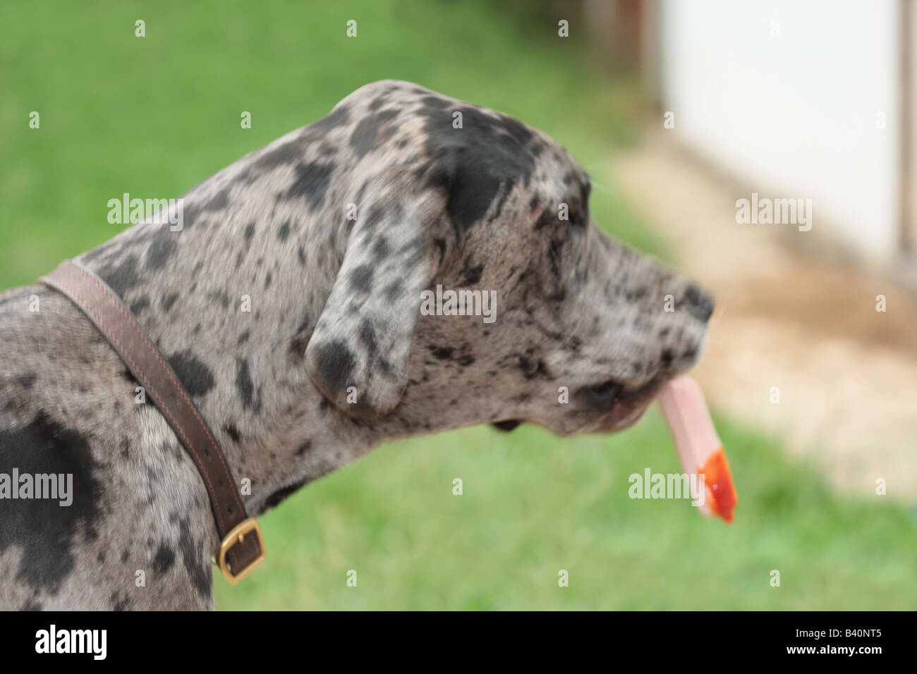 Dog Eating Sausage Stock Photo Alamy