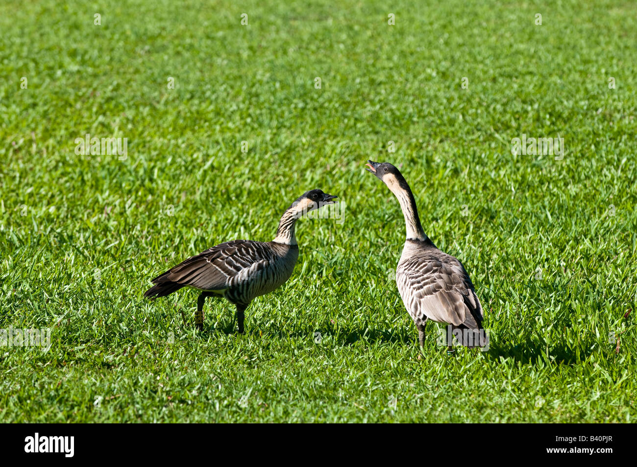 Nene Geese official state bird of Hawaii Hanalei Kauai Hawaii Stock Photo Alamy
