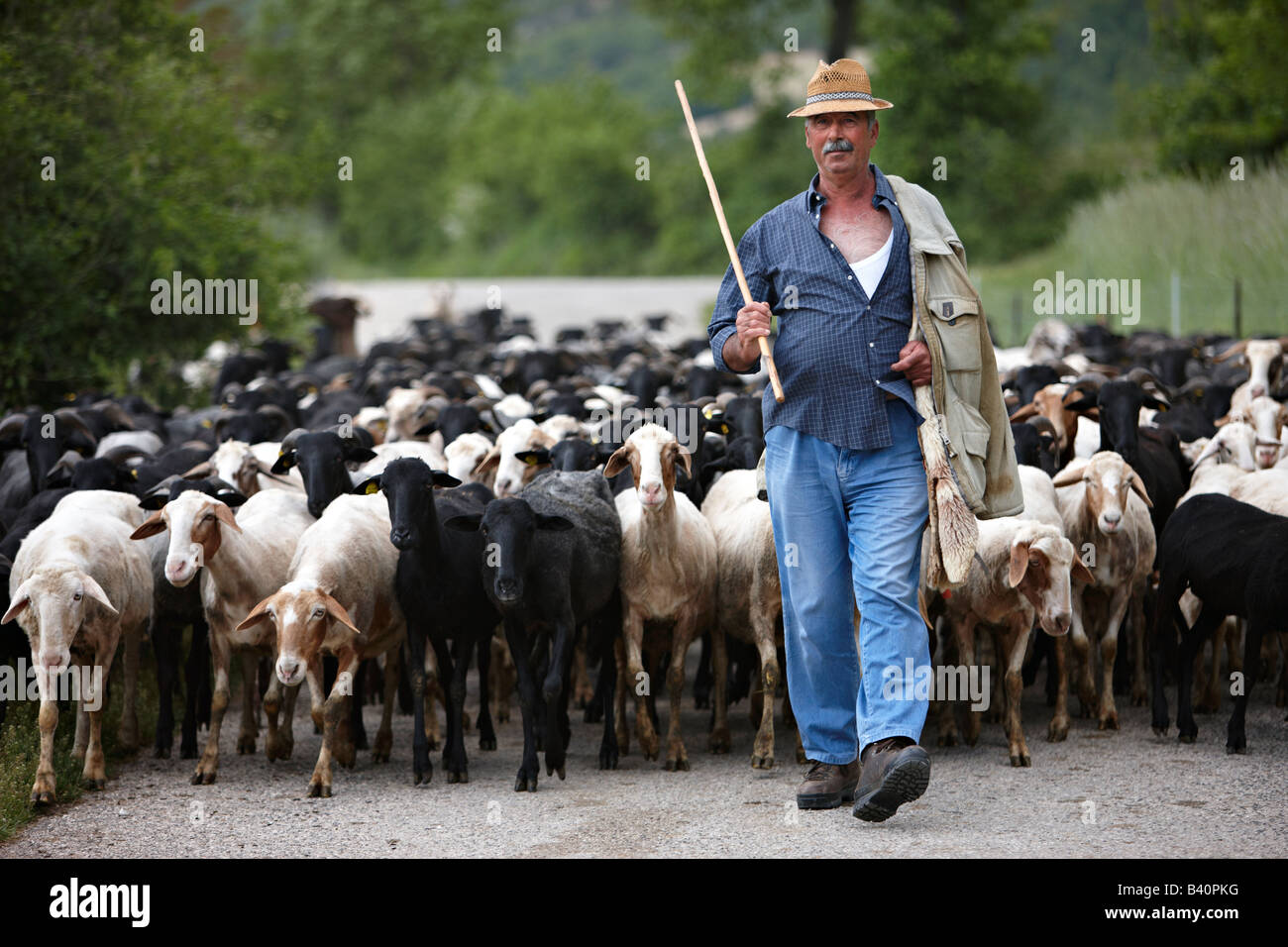 Santino, a Umbrian shepherd, with his flock near Campi, Valnerina, Umbria, Italy Stock Photo