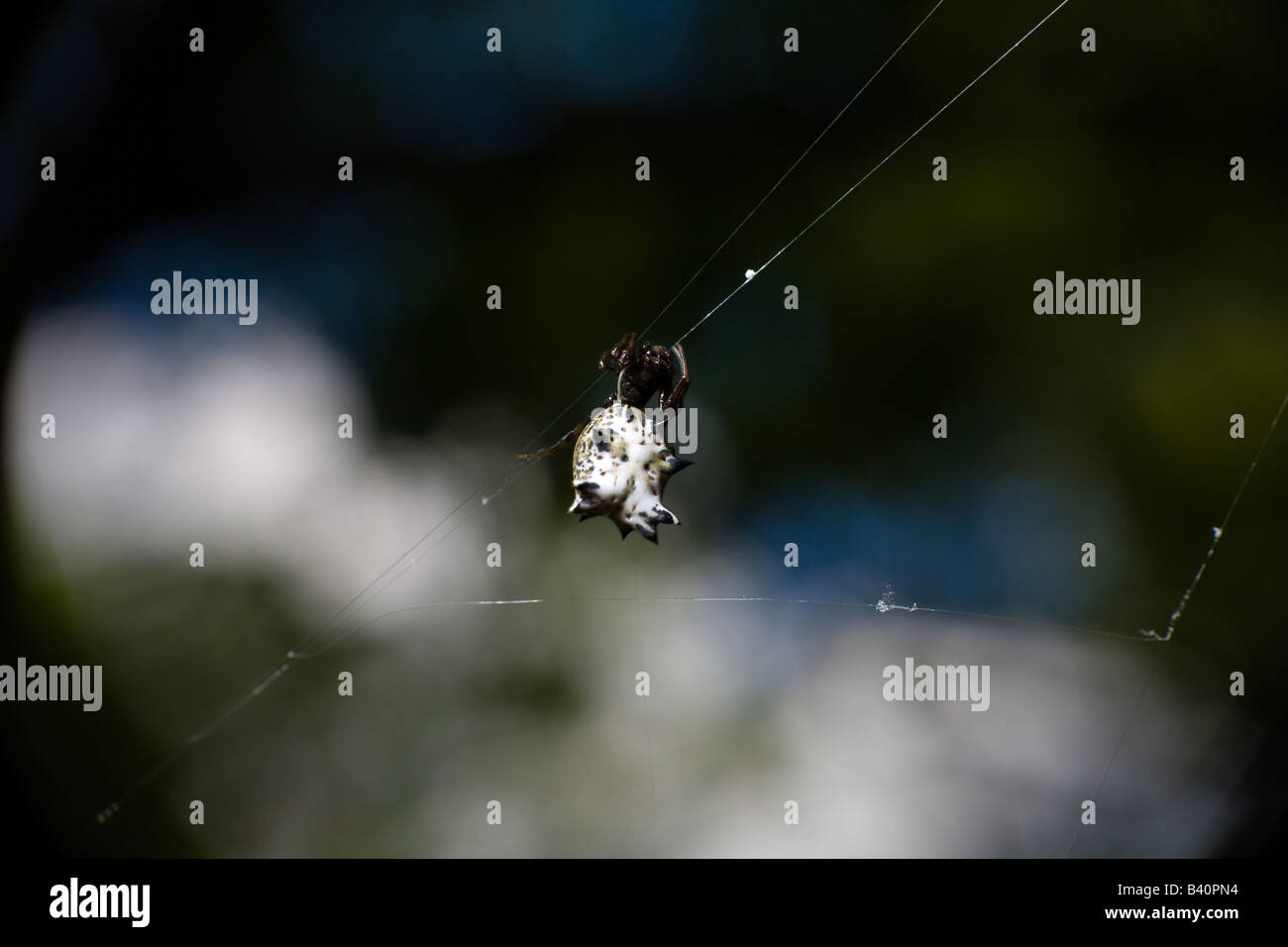 Macro shot of spider climbing up on its web PA USA Stock Photo
