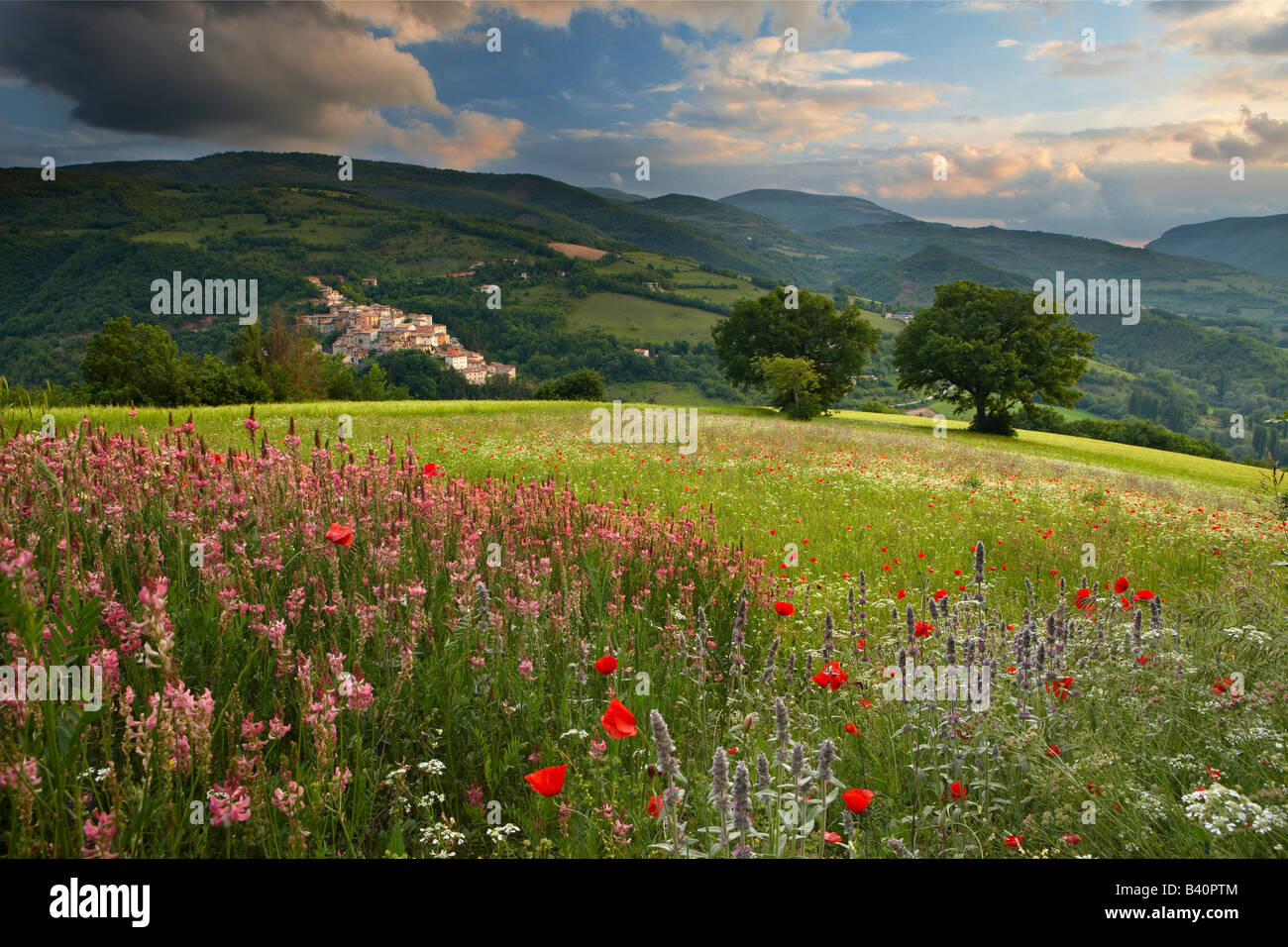 spring flowers growing in the Valnerina with the village of Preci