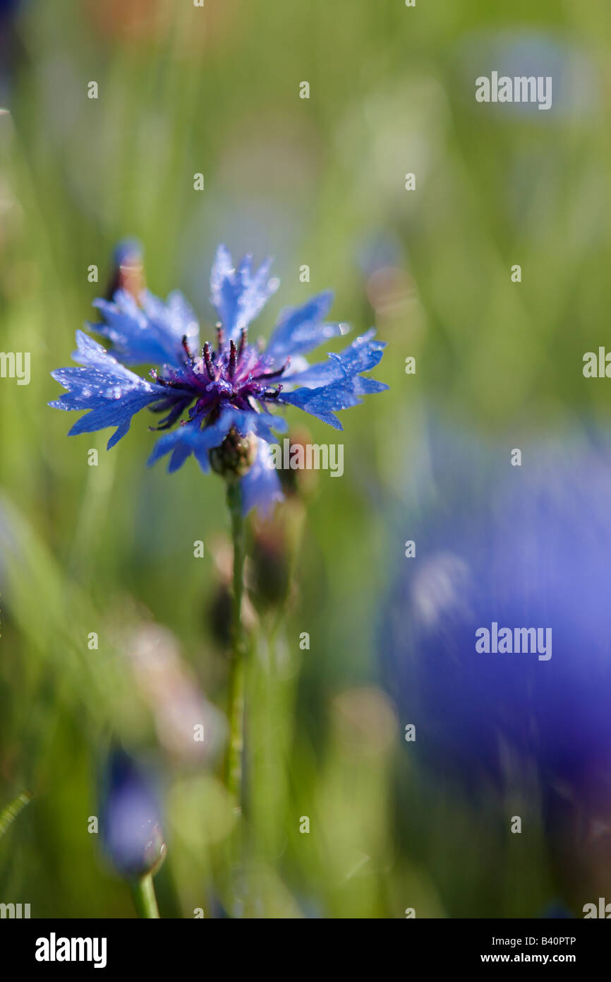 cornflower spring flowers growing in the Valnerina, Umbria, Italy Stock Photo