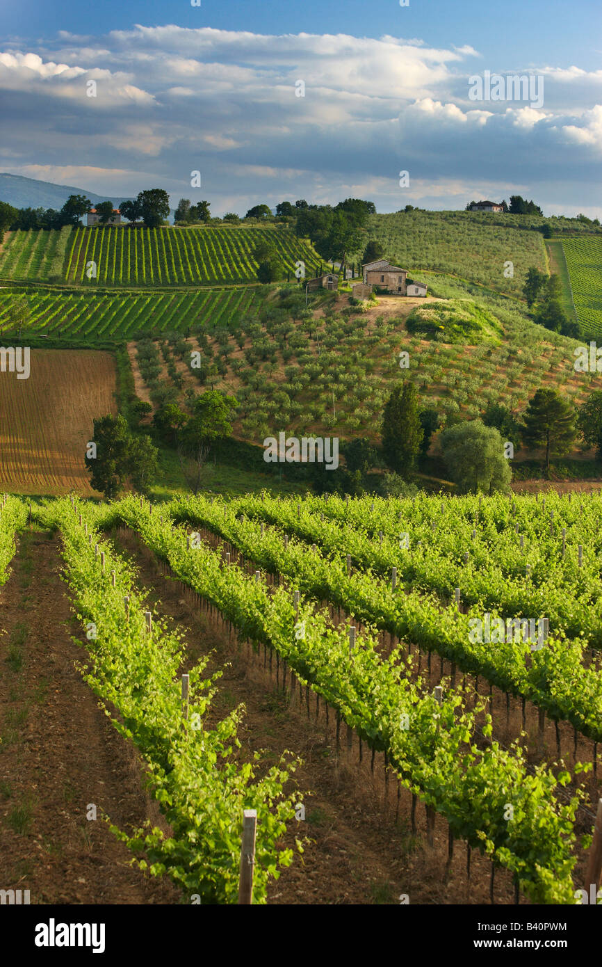 a vineyard near Montefalco in the Val di Spoleto, Umbria, Italy Stock Photo