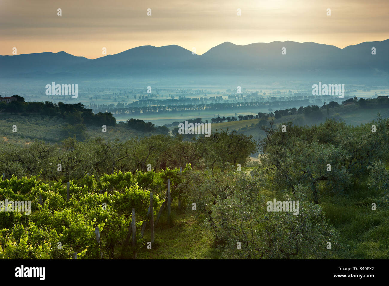 a vineyard overlooking the Val di Spoleto near Montefalco, Umbria, Italy Stock Photo