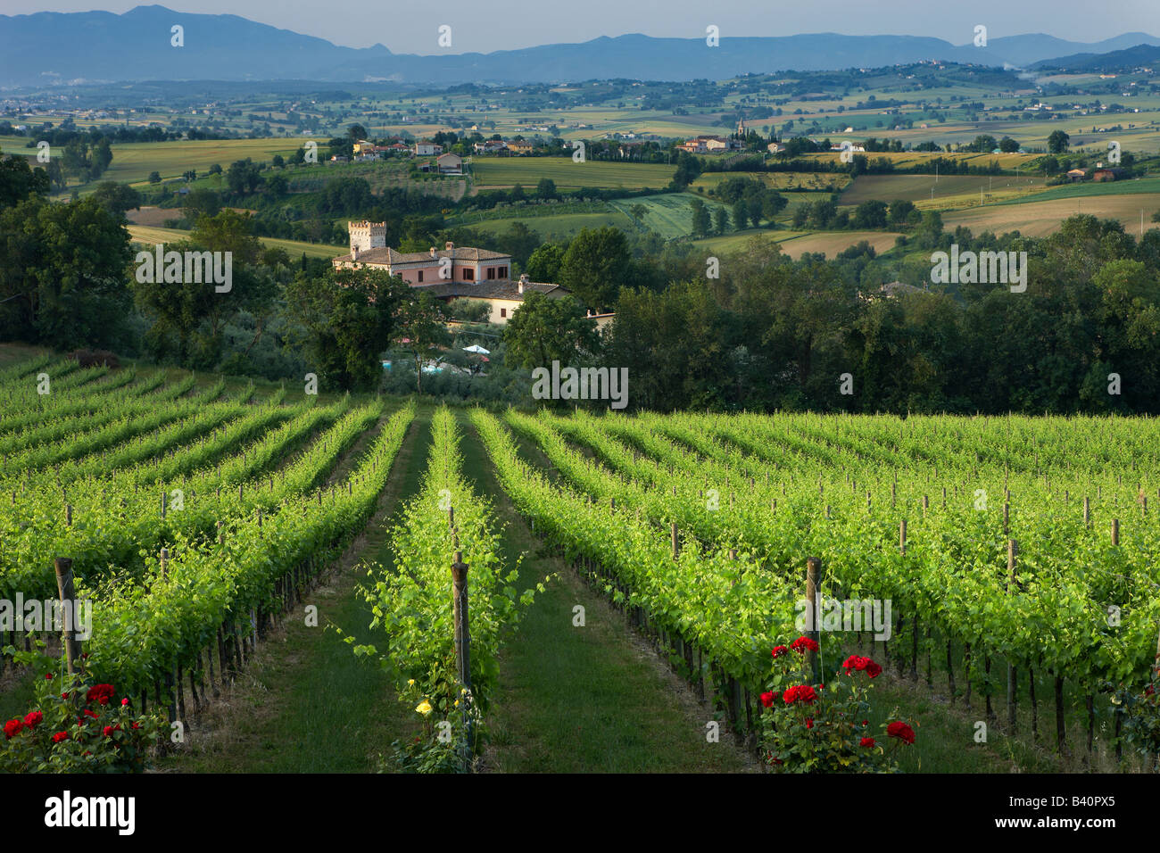 a vineyard near Montefalco, Umbria, Italy Stock Photo