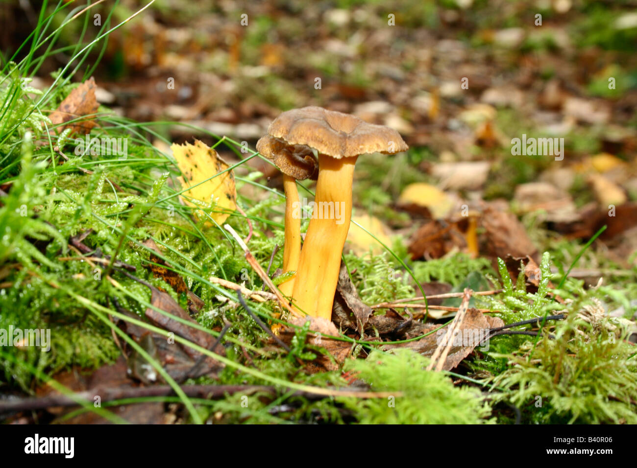 Cluster of edible Cantharellus mushrooms in mossy woodland Stock Photo
