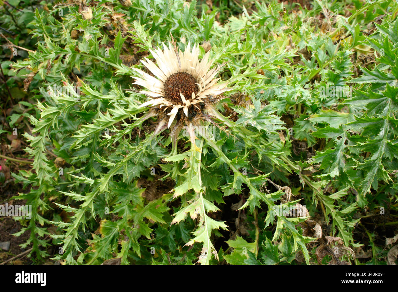 A cultivated Carline thistle Stock Photo