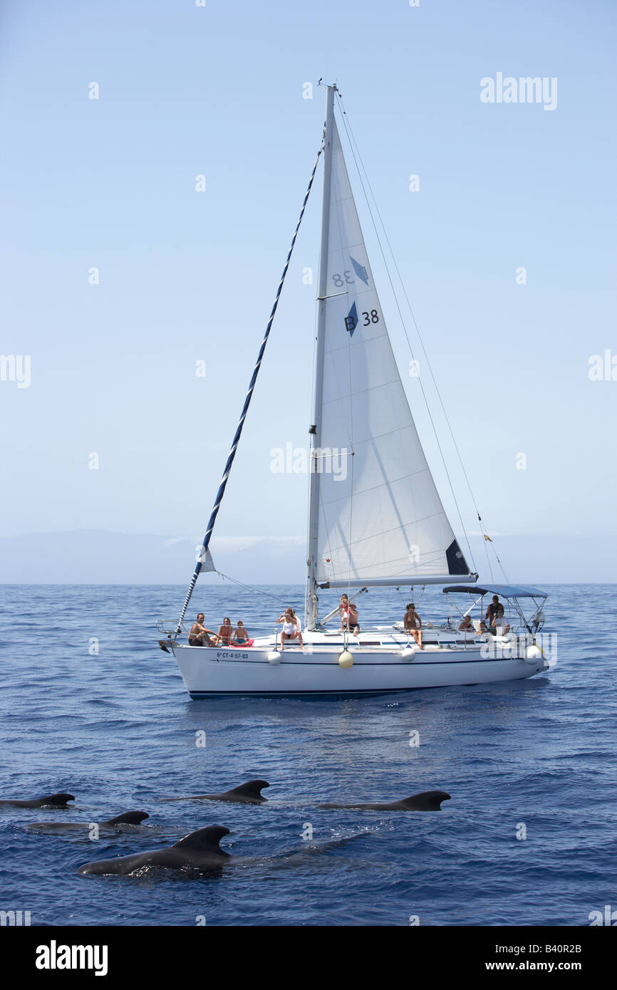 Whales in sea watched by yacht with tourists Stock Photo