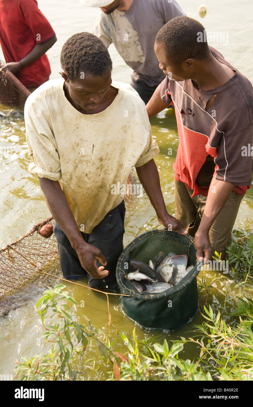 Harvesting tilapia fish from ponds at Kafue Fisheries the largest