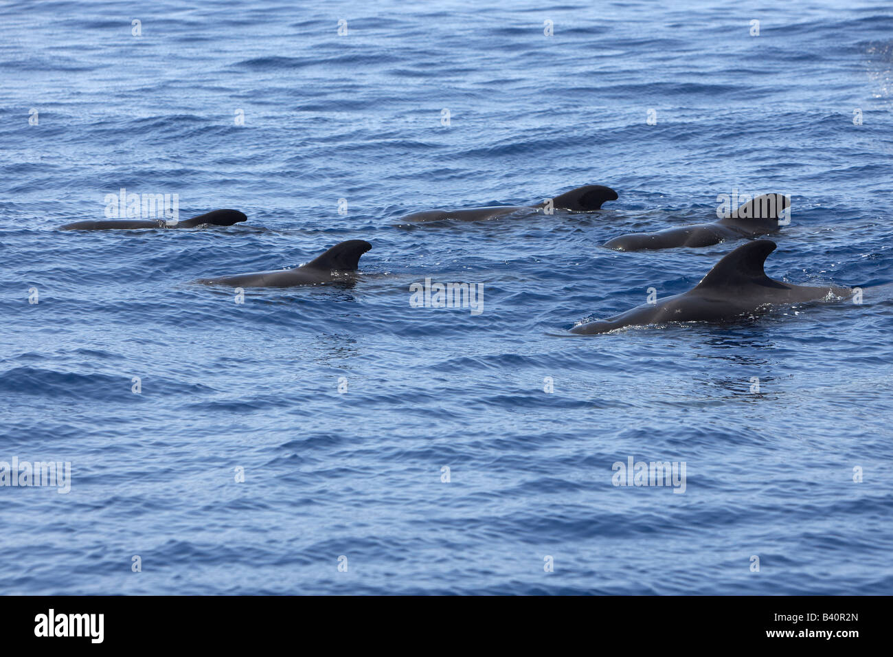 Whales in sea Stock Photo
