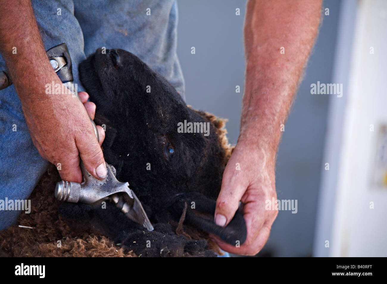 Sheep shearing machine hires stock photography and images Alamy