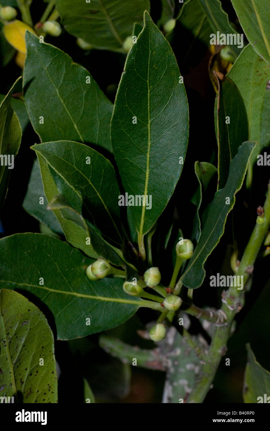 Bayleaves Stock Photo
