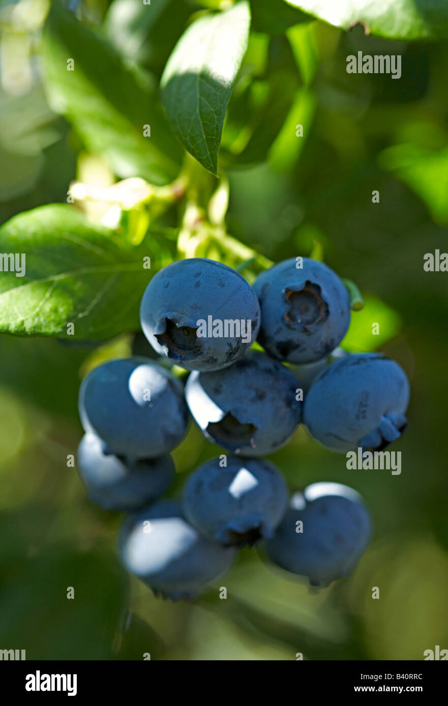 Langley british columbia hires stock photography and images Alamy