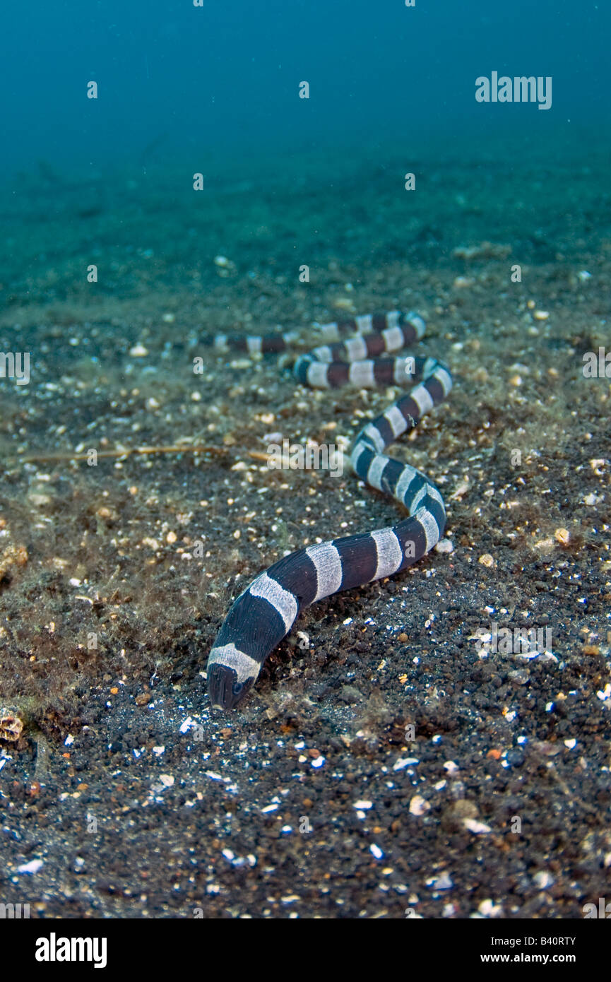 A Saddled Snake Eel Myrichthys colubrinus searches for food along the bottom of Lembeh Strait Indonesia Stock Photo