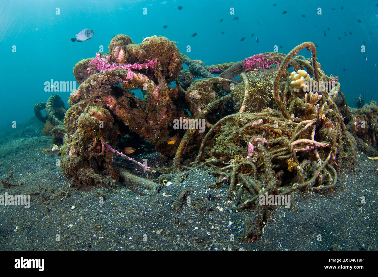 Corals and marine life slowly recycle and transform man made garbage