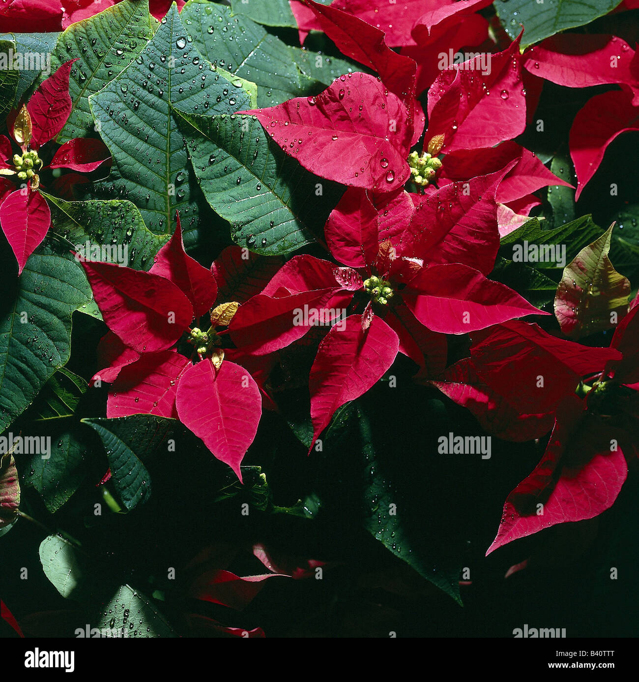 botany, Spurge, (Euphorbia), Christmas star, (Euphorbia pulcherrima), blossoms, ornamental plants, red, blooming, flowering, cor Stock Photo