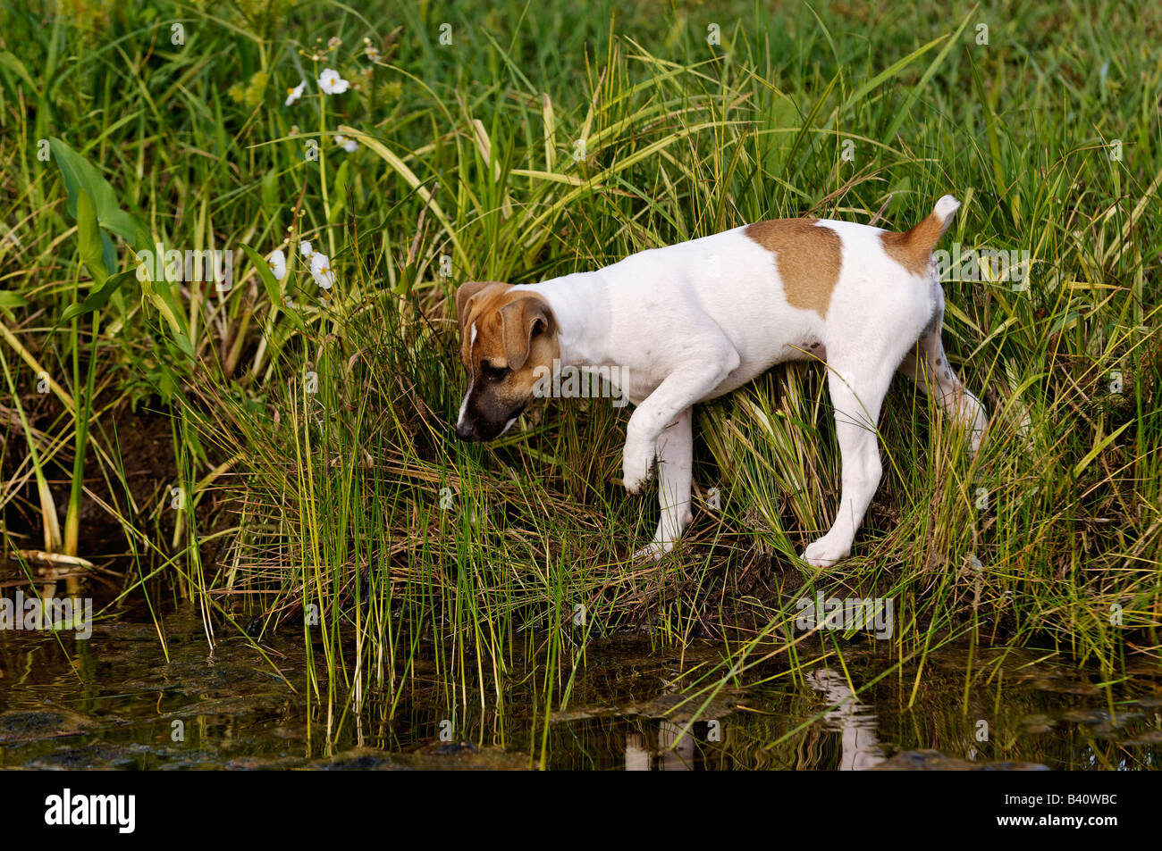 Curious Jack Russell Terrier Puppy Exploring the Shore of a Lake Stock Photo