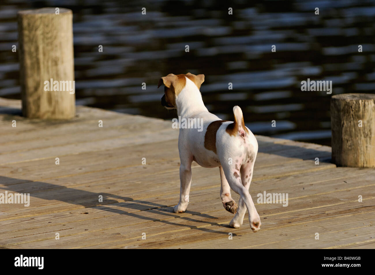 Jack Russell Terrier Puppy Trotting on Dock Stock Photo
