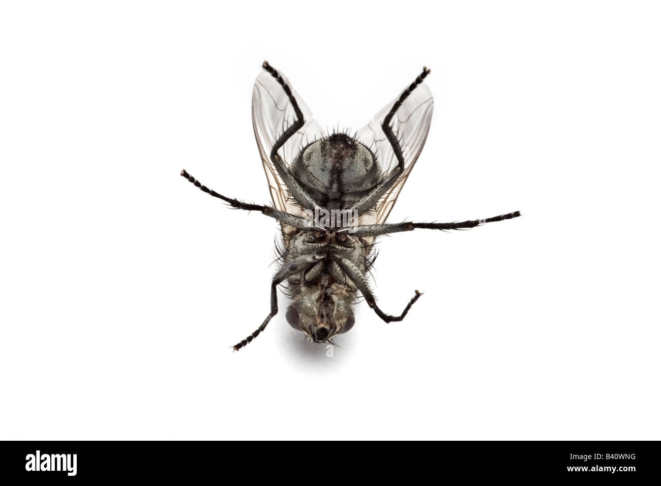 A dead female Flesh Fly (Sarcophaga  carnaria), in the studio. Mouche à damier (Sarcophaga carnaria) femelle morte, en studio. Stock Photo