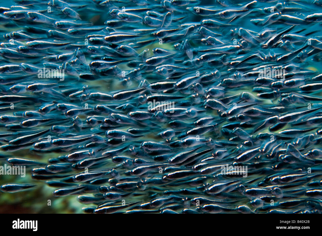 A school of juvenile Convict Gobies Pholidichthys leucotaenia on a reef in Lembeh Strait Indonesia Stock Photo
