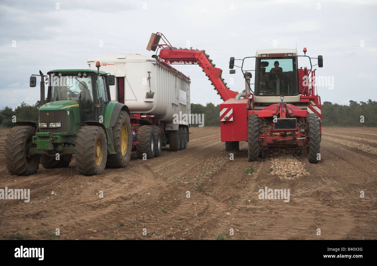 Lifting onions hi-res stock photography and images - Alamy