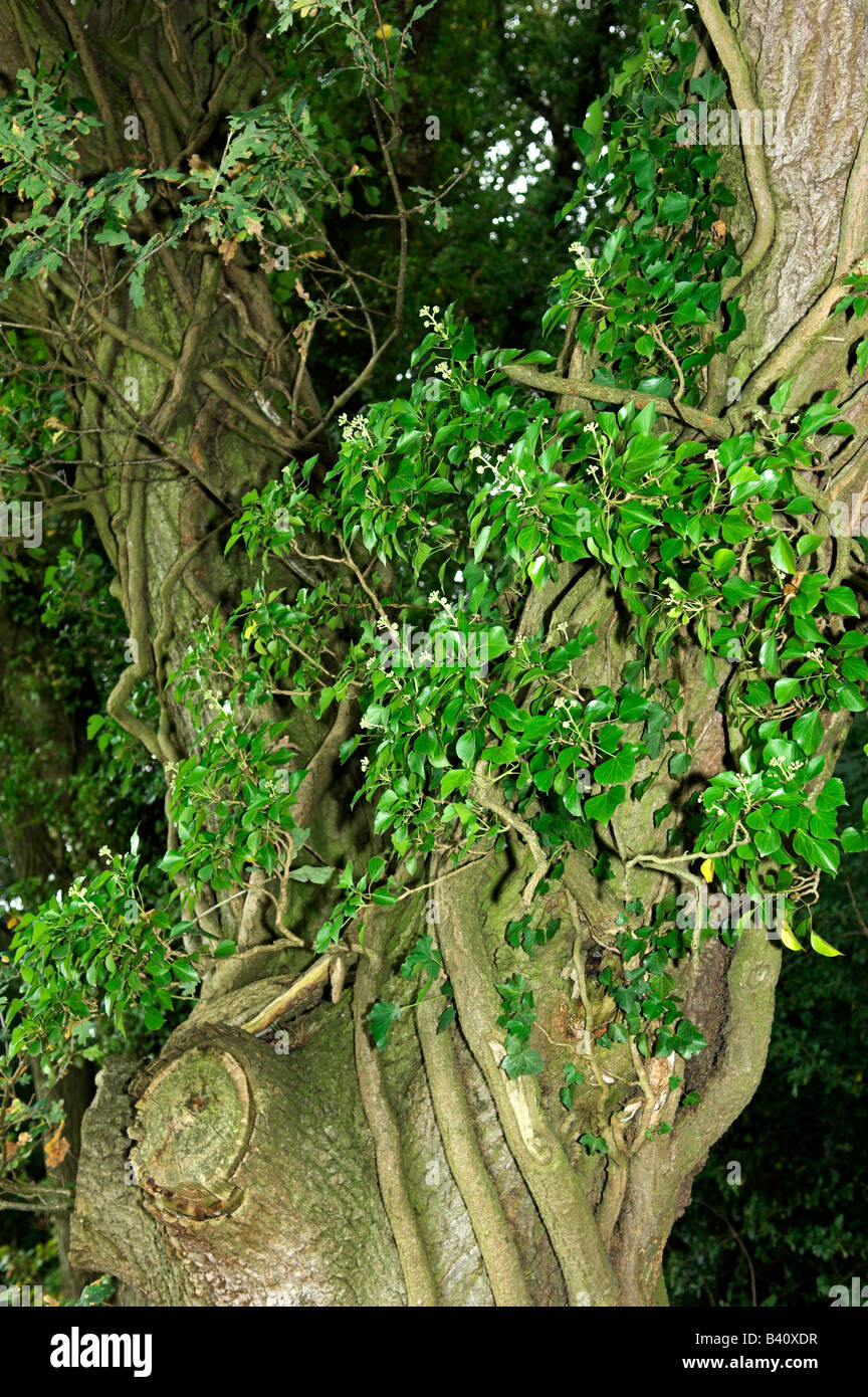 Ivy hedera helix stems growing around trunk of oak tree Stock Photo
