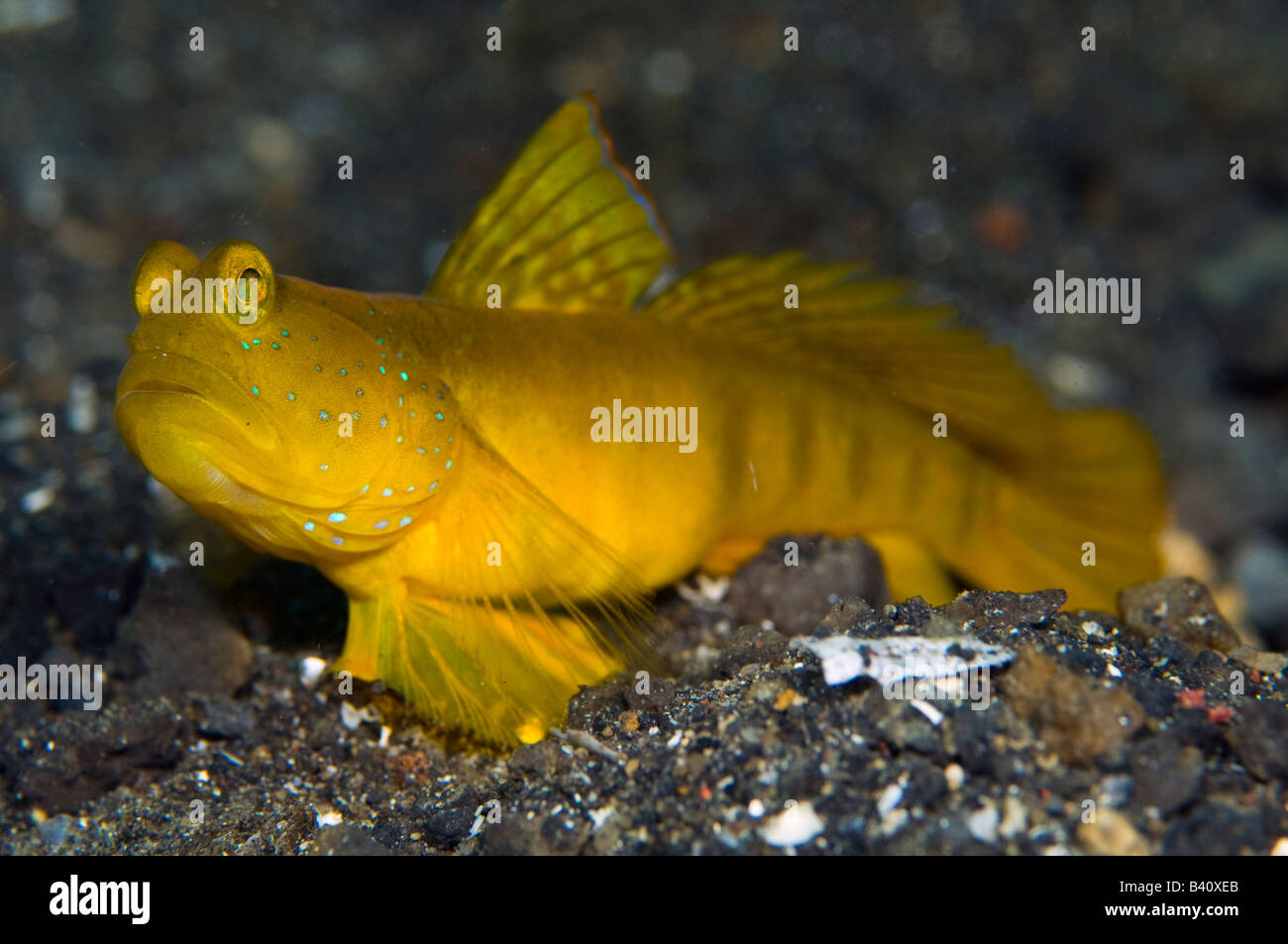 Yellow Shrimp Goby Cryptocentrus cinctus in Lembeh Strait in North Sulawesi Indonesia Stock Photo