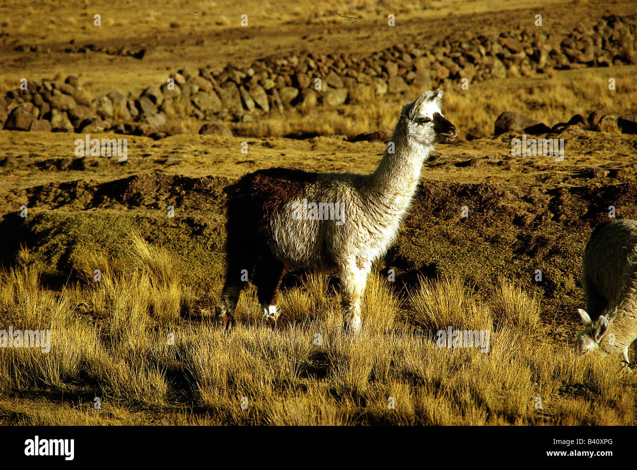 zoology / animals, mammal / mammalian, camels, llama, (llama glama), pampas,  Peru, Lake Umayo distribution: Andes South America Stock Photo - Alamy